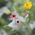 Pardoglossum cheirifolium Flower