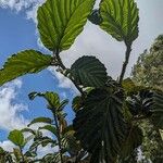 Ficus dammaropsis Leaf