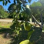 Annona glabra Fruit