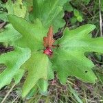 Clappertonia ficifolia Blatt