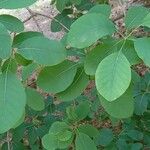 Cotinus coggygria Blatt