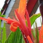 Canna indica Flower