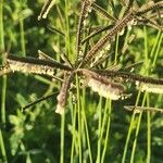 Eustachys paspaloides Fleur