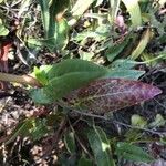 Rumex acetosella Blad