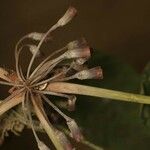 Duroia aquatica फूल