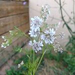 Coriandrum sativum Λουλούδι