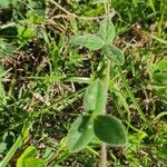 Indigofera miniata Leaf