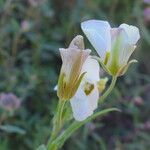 Calochortus leichtlinii Flower