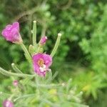 Epilobium hirsutum花