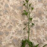 Capsella bursa-pastoris برگ