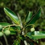 Calophyllum caledonicum Natur