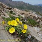 Geum reptans Habit