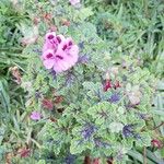 Pelargonium quercifolium फूल