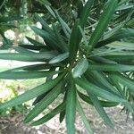 Podocarpus neriifolius Листок