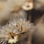 Gymnanthemum amygdalinum Frucht
