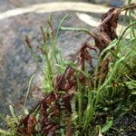 Grammitis serrulata Φύλλο