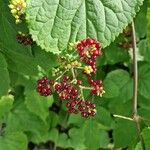 Aralia racemosa Vekstform