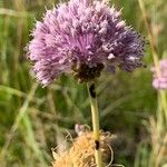 Allium lineareFloare