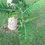 Vachellia sieberiana Feuille