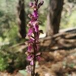 Orchis spitzelii 花