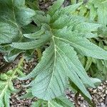 Cynara cardunculus Leht