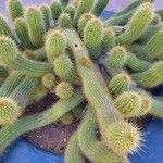 Echinopsis huascha Hábito