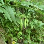 Vincetoxicum hirundinaria Fruit