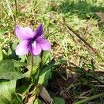 Viola inconspicua Flower