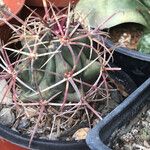 Ferocactus emoryi Fulla