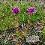 Viscaria alpina Virág