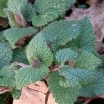 Lamium maculatum 葉