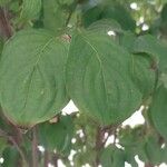 Cornus kousa Folha