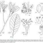 Pycnandra intermedia Other