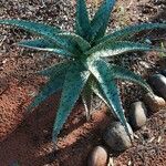 Aloe marlothii Yaprak