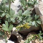 Heracleum pumilum Likasa