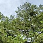 Terminalia mantaly Habit