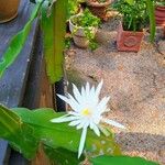 Epiphyllum hookeri Květ