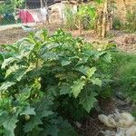 Solanum macrocarpon Rinde