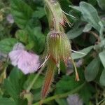 Geranium himalayense Плід