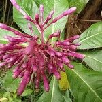 Fuchsia paniculata Квітка