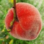 Prunus persica Fruit