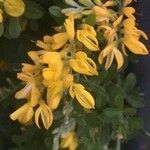 Genista stenopetala 花