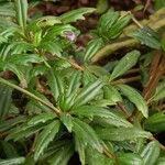 Lysionotus pauciflorus Blatt