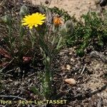 Andryala arenaria Hábito