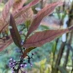 Callicarpa kwangtungensis Hoja