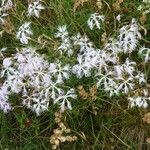 Dianthus superbus Flor