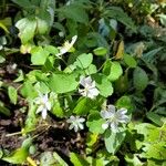 Anemonella thalictroides Blomst