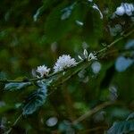 Coffea canephora Цветок