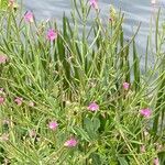 Epilobium hirsutumÕis