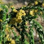 Thymelaea hirsuta Leaf